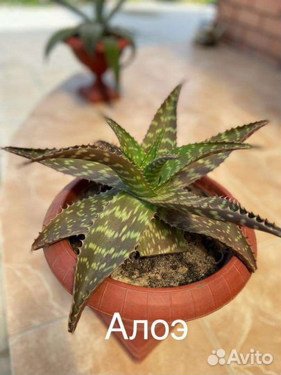 Комнатные цветы