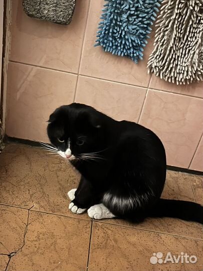Найден кот чёрный вислоухий