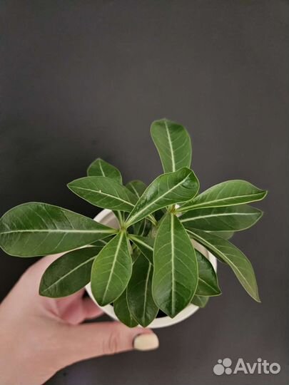 Адениум подростки