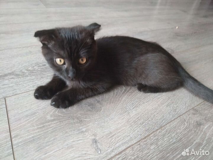 Кошки в добрые руки бесплатно