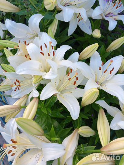 Лилия белая