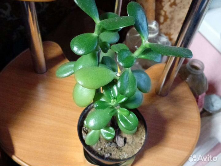 Денежное дерево, красула