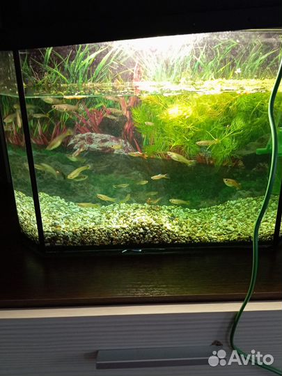 Аквариумные рыбки гуппи