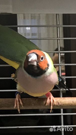 Амадина гульда