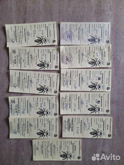 Пчеломатки Карника Бакфаст