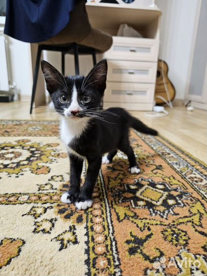 Котята в добрые руки бесплатно