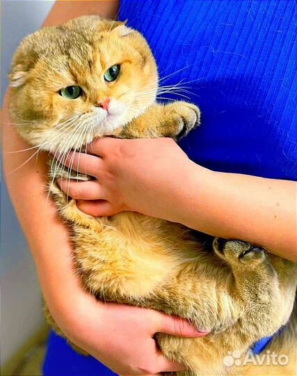 Кот золотая шиншилла на вязку. Чемпион WCF