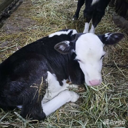 Телята бычки