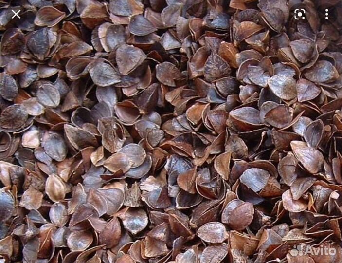 Гречневая шелуха (лузга, мульча)