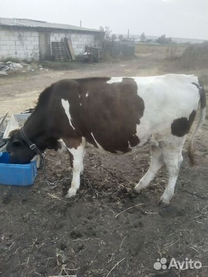 Телочка год и 3 месяца