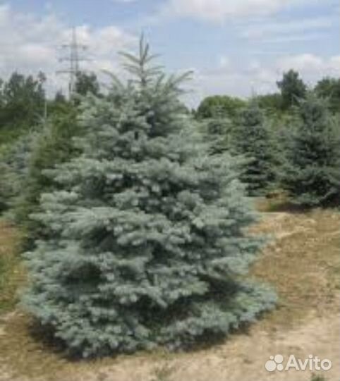 Ель голубая