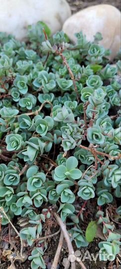 Седум или очиток