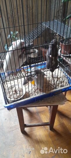 Отдаю собаку в добрые руки