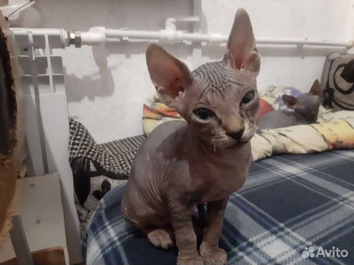 Канадский сфинкс