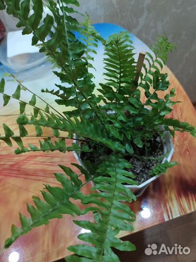Папоротник комнатный. И хлорофитум кудрявый
