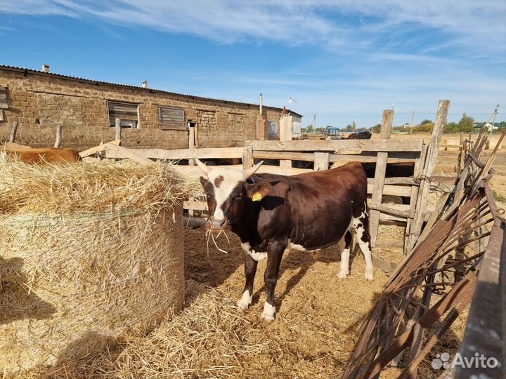 Быки на племя