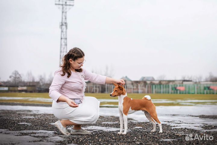 Хендлер / подготовка собак к выставке / хендлинг