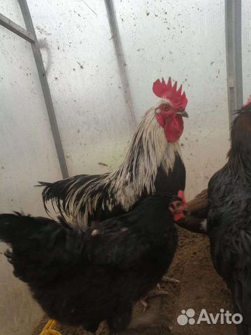 Цыплята суточные, утята мускусной утки - индоутки