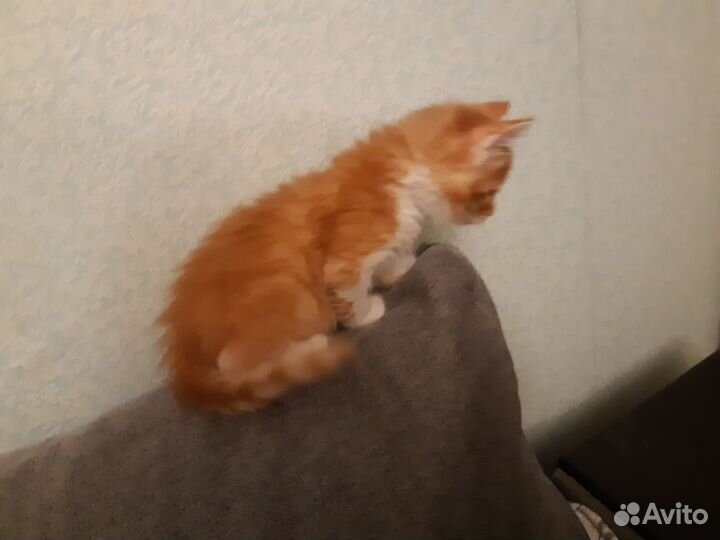 Котята в добрые руки мальчики