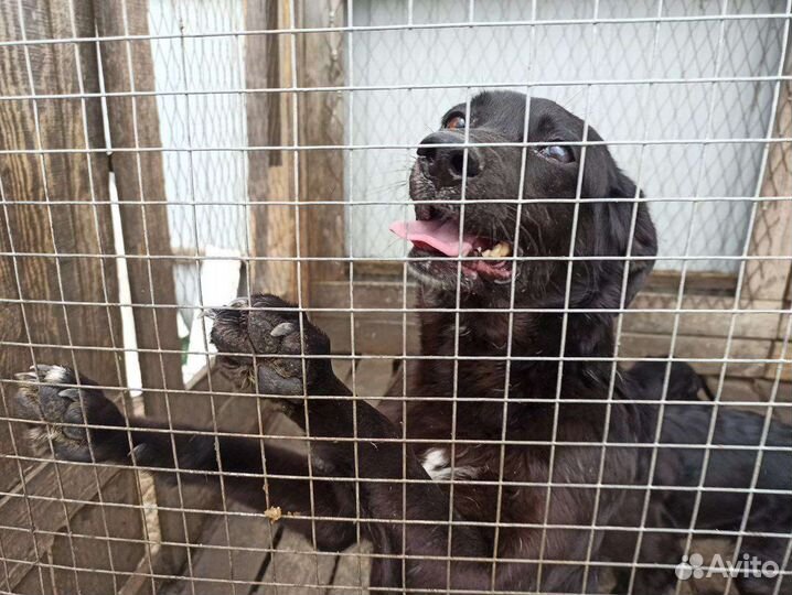 Собака ищет дом