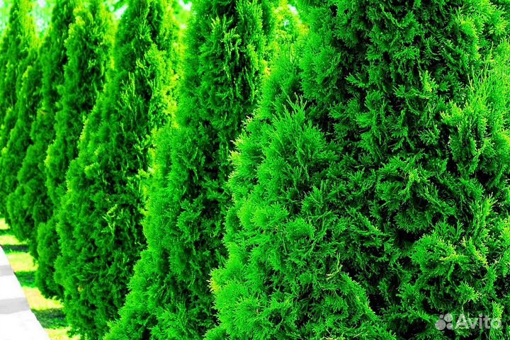 Туя екстра класса