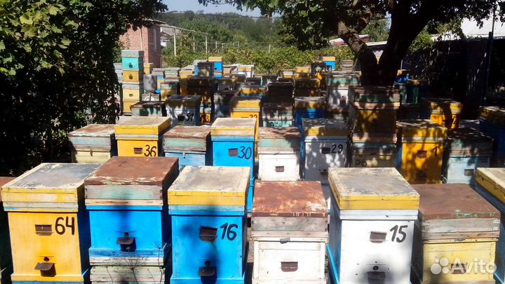 Мёд натуральный оптом