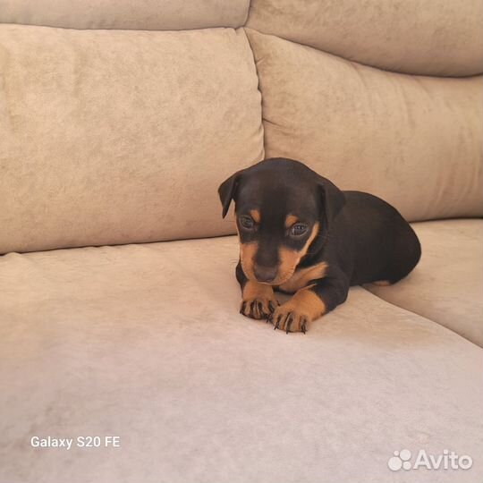 Щенок цвергпинчера