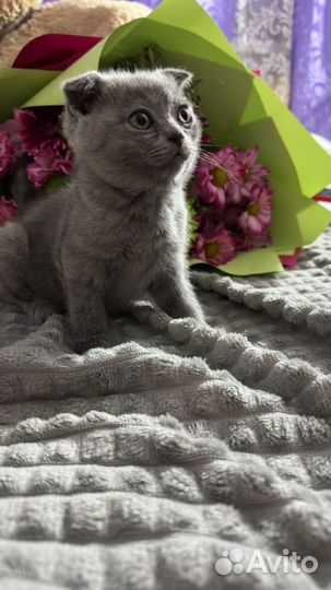 Шотландские котята