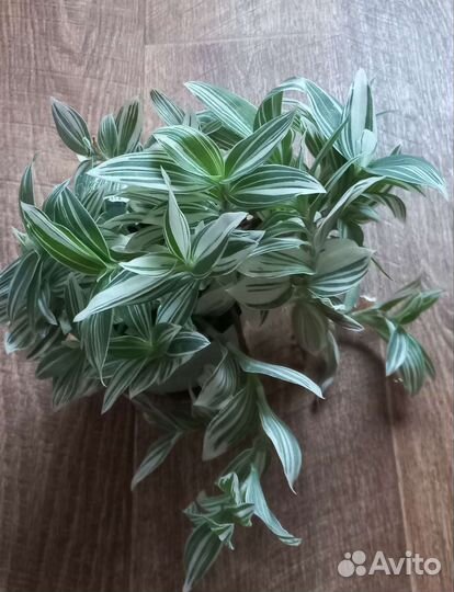 Традесканция.Кислица