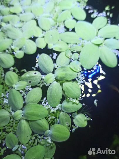 Аквариумные растения