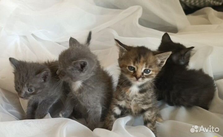 Котята в добрые руки