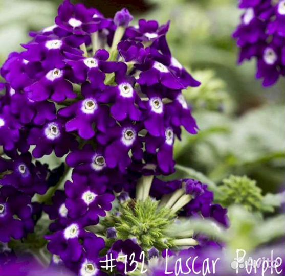 Вербена Вегетативная Ампельная