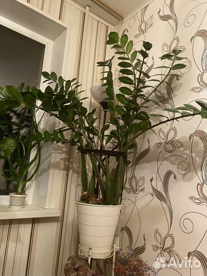 Замиокулькас, долларовое дерево