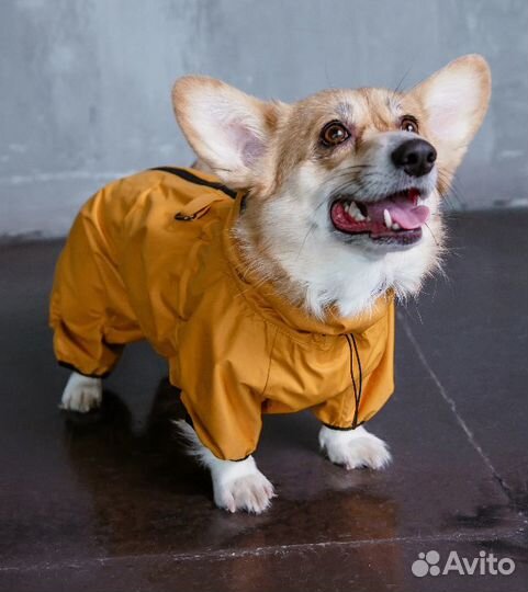 Комбинезон для собаки