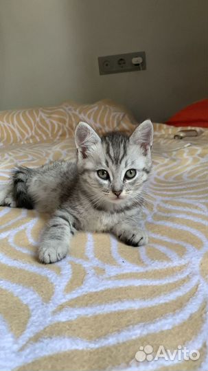 Котенок мальчик 1,5 мес