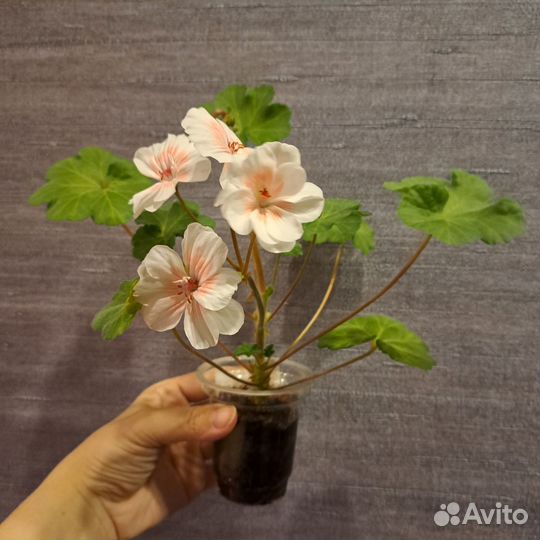 Пеларгония герань сортовая Lovely Vera