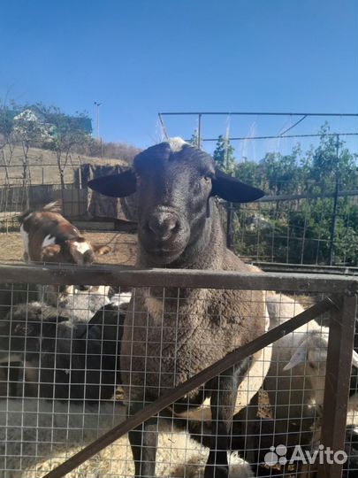 Баран дорпер