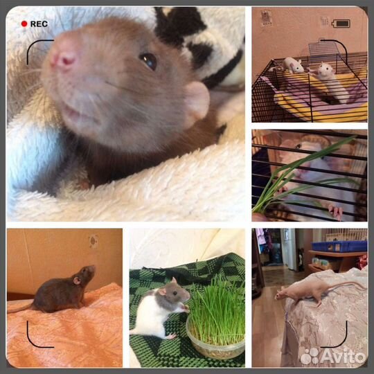 Передержка грызунов