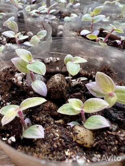 Ажурная каллизия Розовая Пантера “Pink Panther”