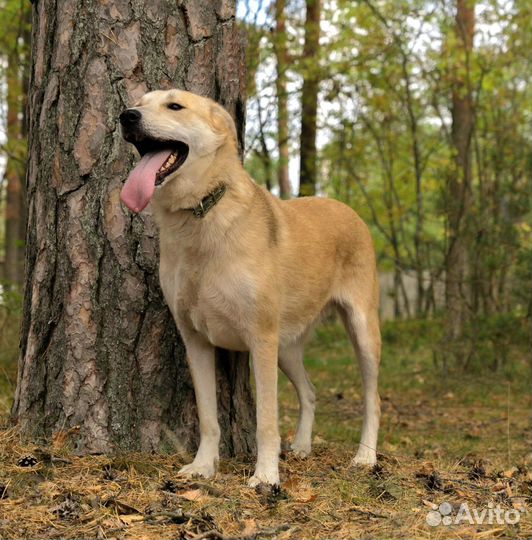 Собака в приюте