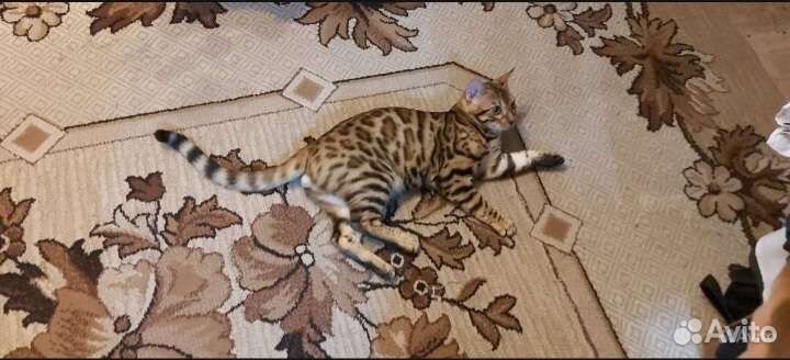 Бенгальский кот