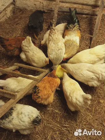 Цыплята от домашних кур несушек
