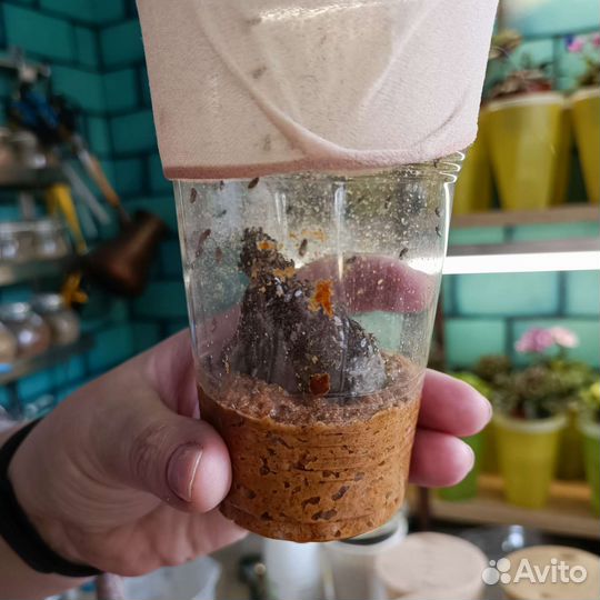 Муха дрозофила