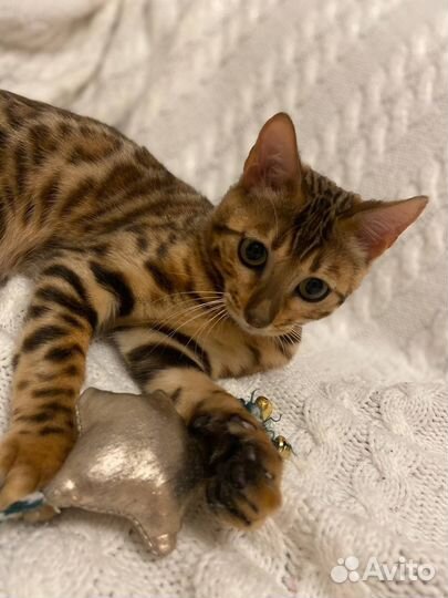 Бенгальские котята