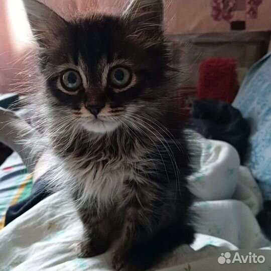 Котенок в дар