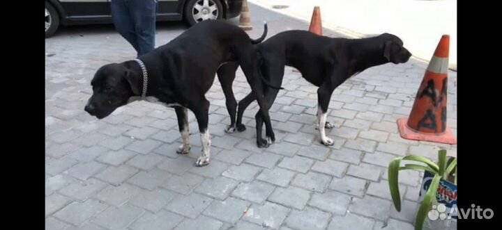 Булли кутта