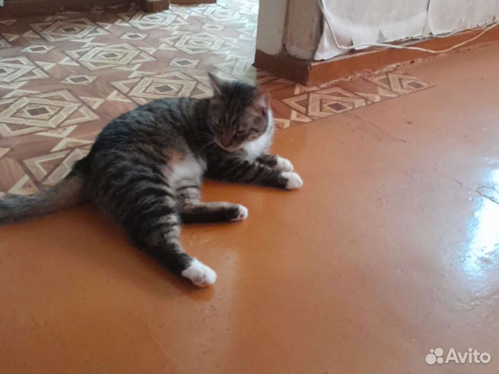 Кошка Васик отдам в хорошие руки