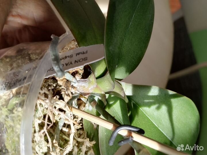 Орхидея фаленопсис бабочка