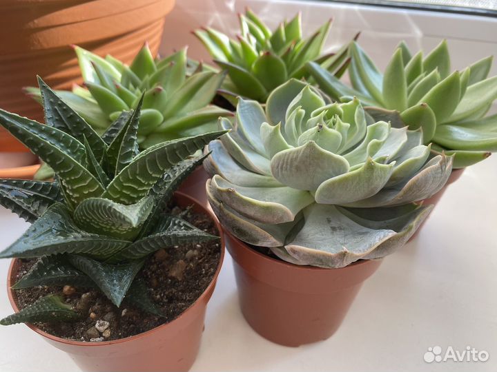 Агавовидные