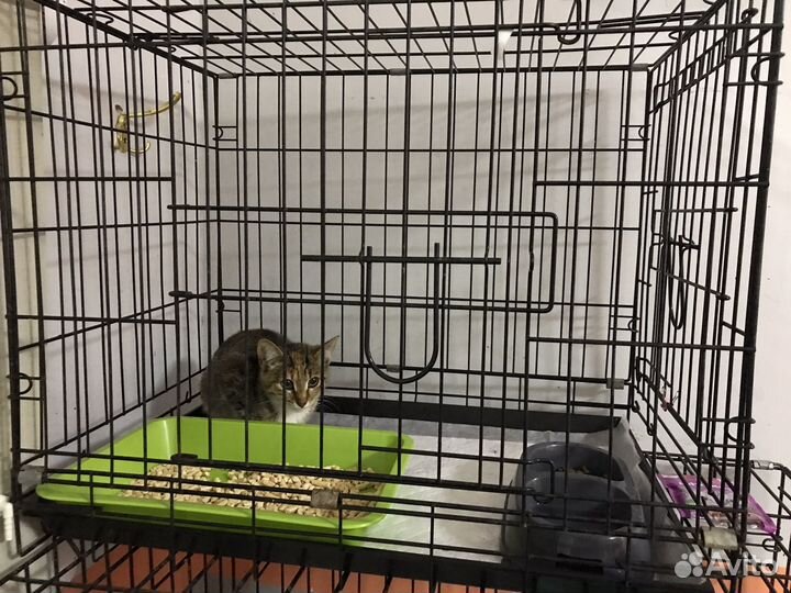 Котенок очень ищет дом